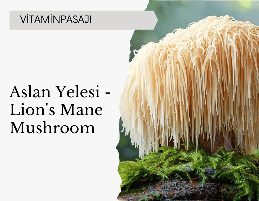 Aslan Yelesi - Lion's Mane Mushroom